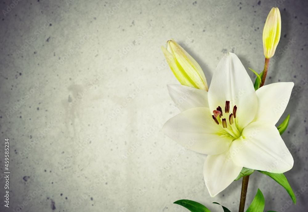 single, colored, blooming lily flower on a background