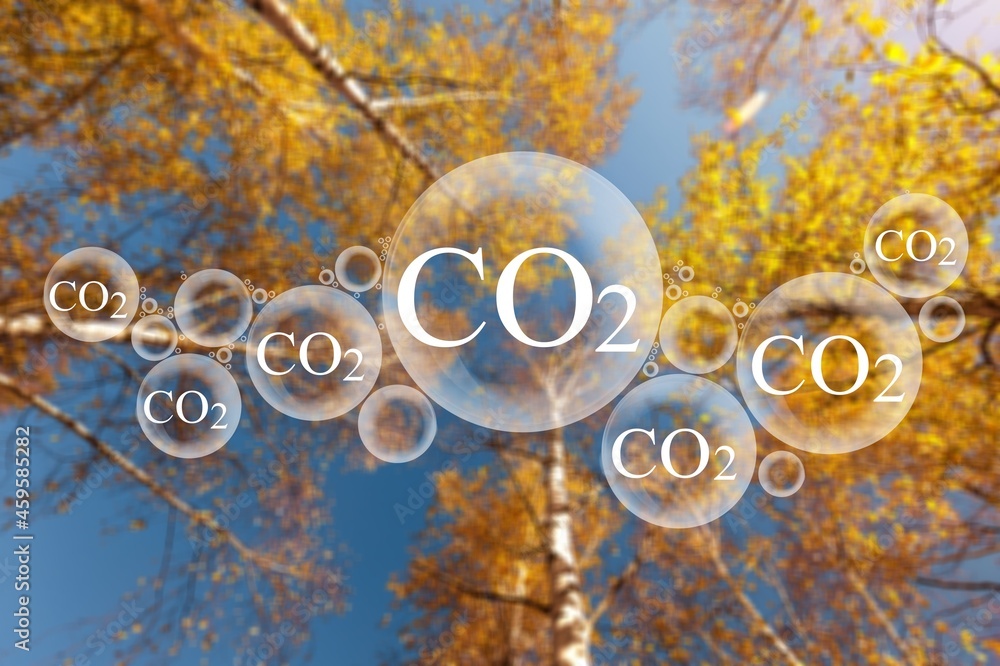 氧气O2和二氧化碳CO2分子的天空背景下的树冠，释放概念