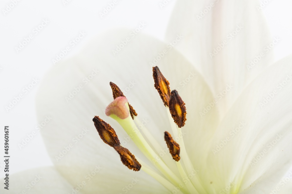 white lily flower