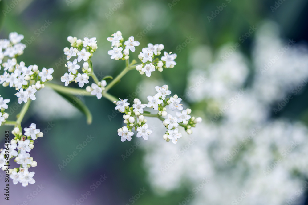 白色的花儿在秋天绽放