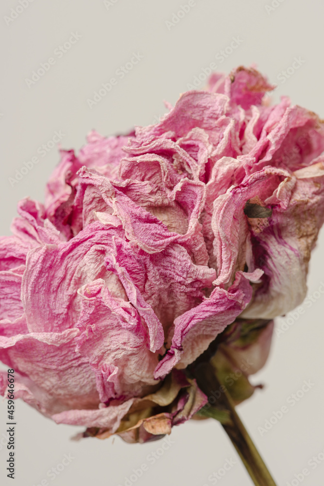 Dried pink peony flower on a gray background