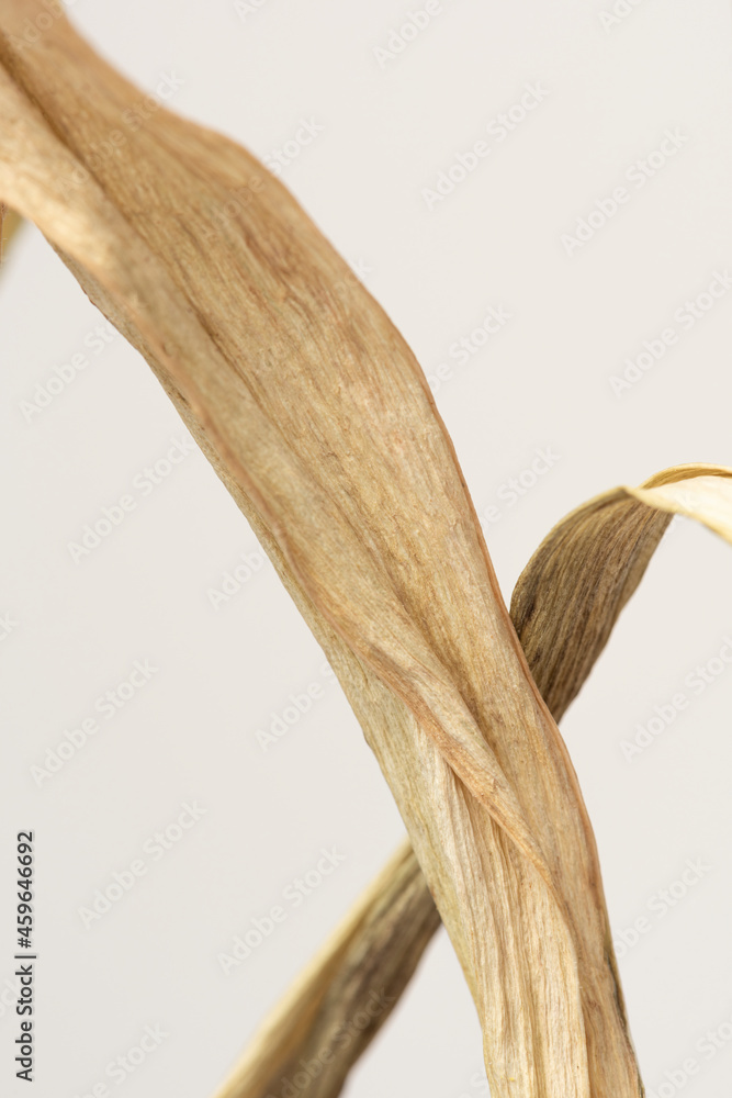 Dried tulip leaves on a gray background