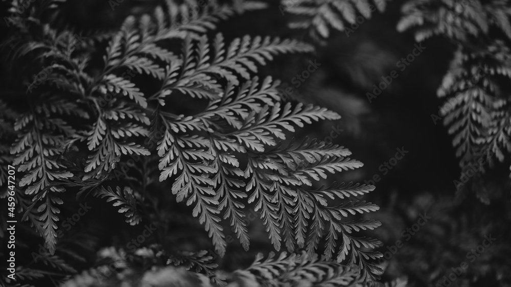 Fern leaf close up in bw nature background