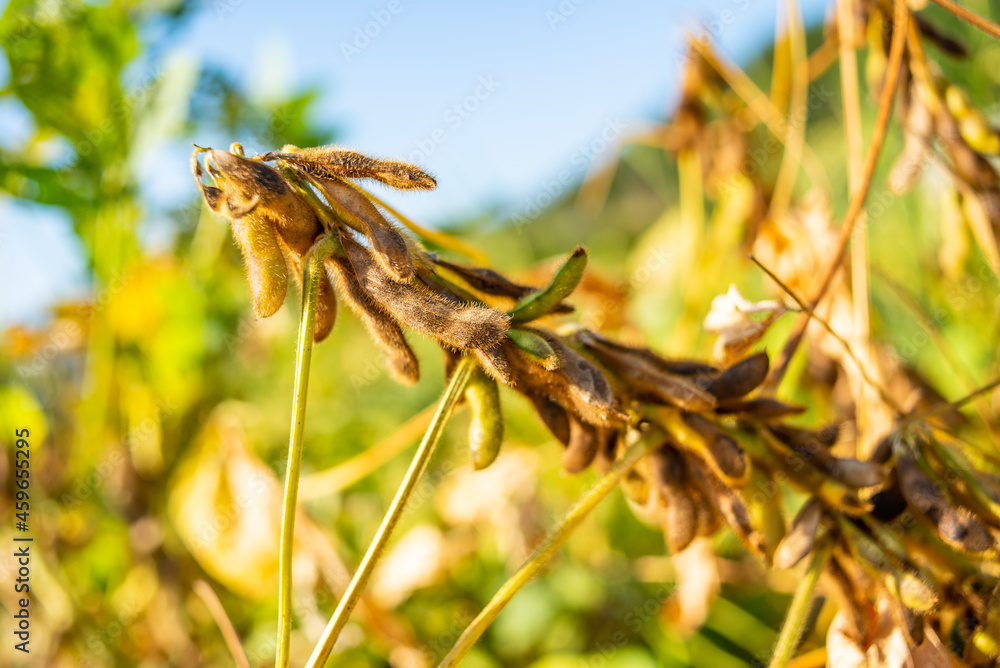 Autumn ripe soybeans background material