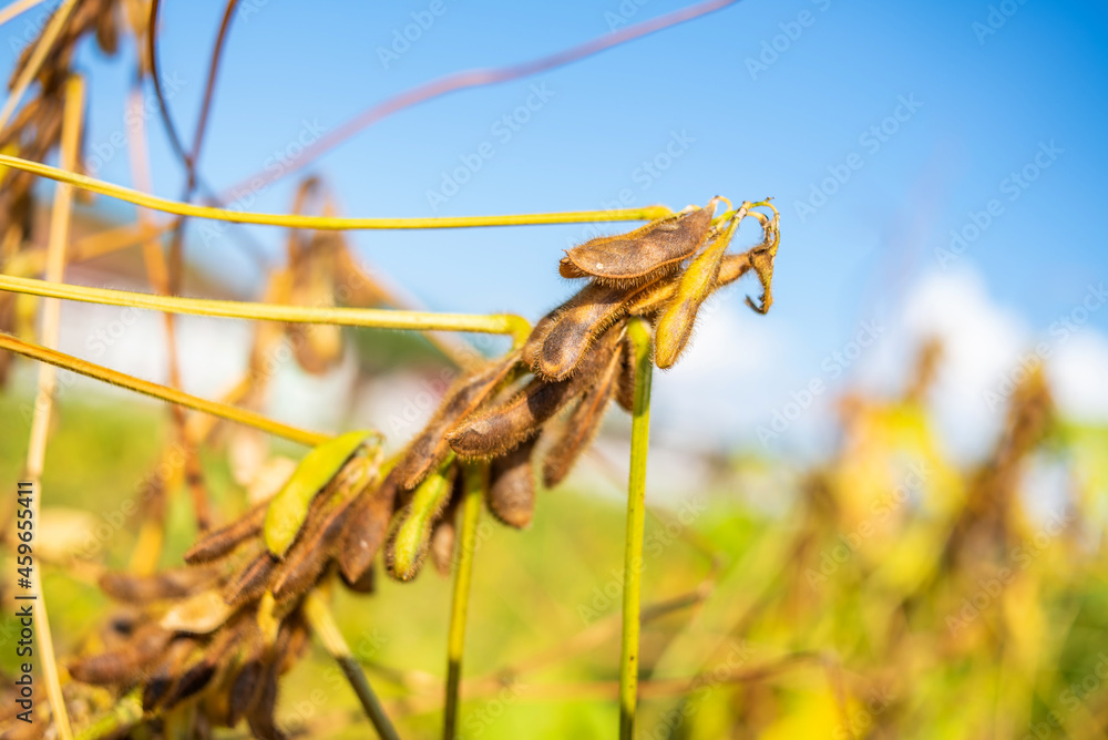 Autumn ripe soybeans background material