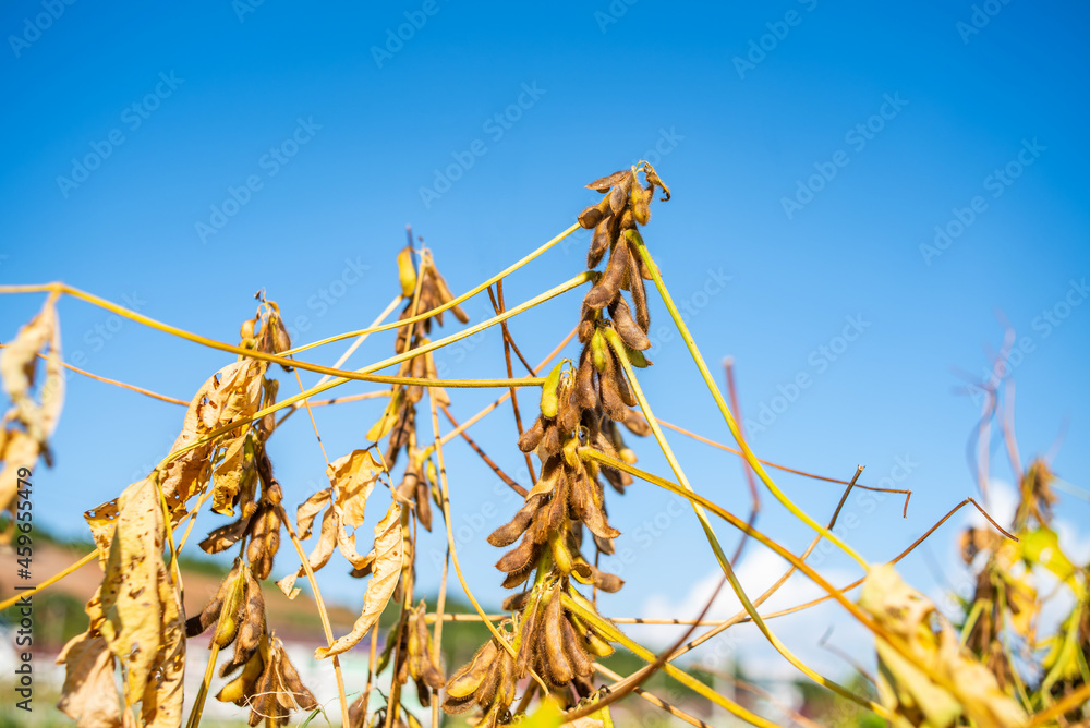 秋熟大豆背景材料