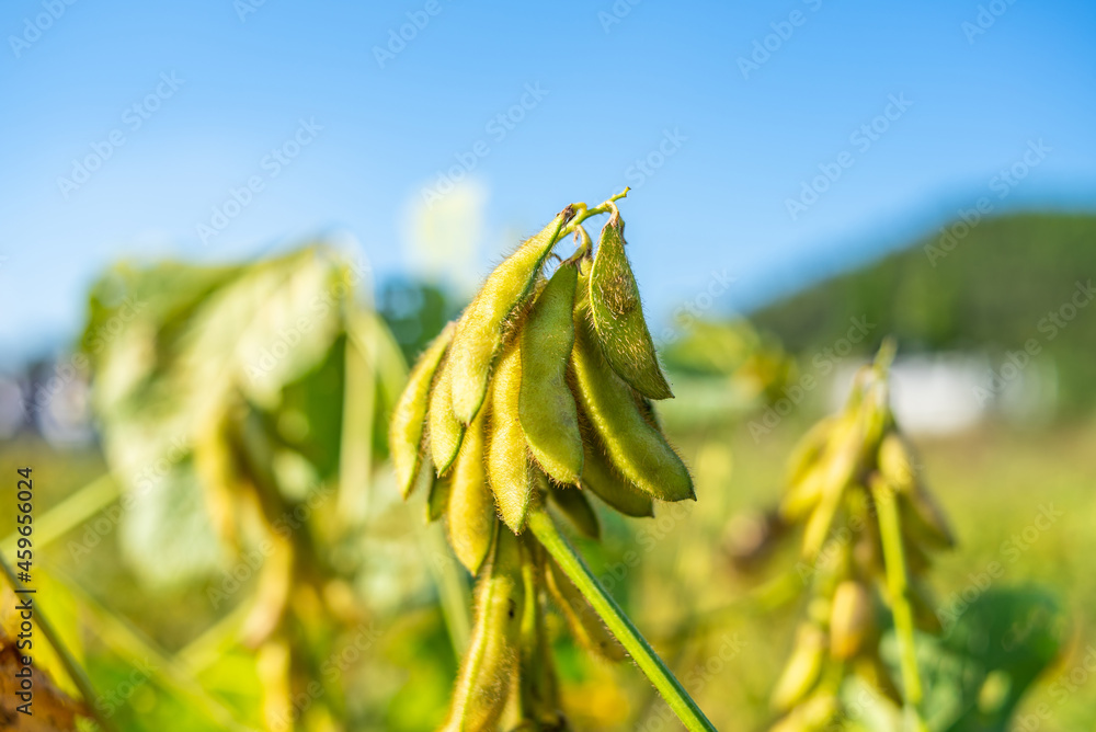 秋熟大豆背景材料