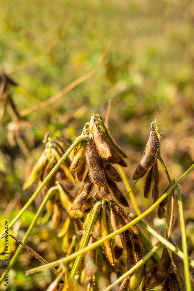 Autumn ripe soybeans background material