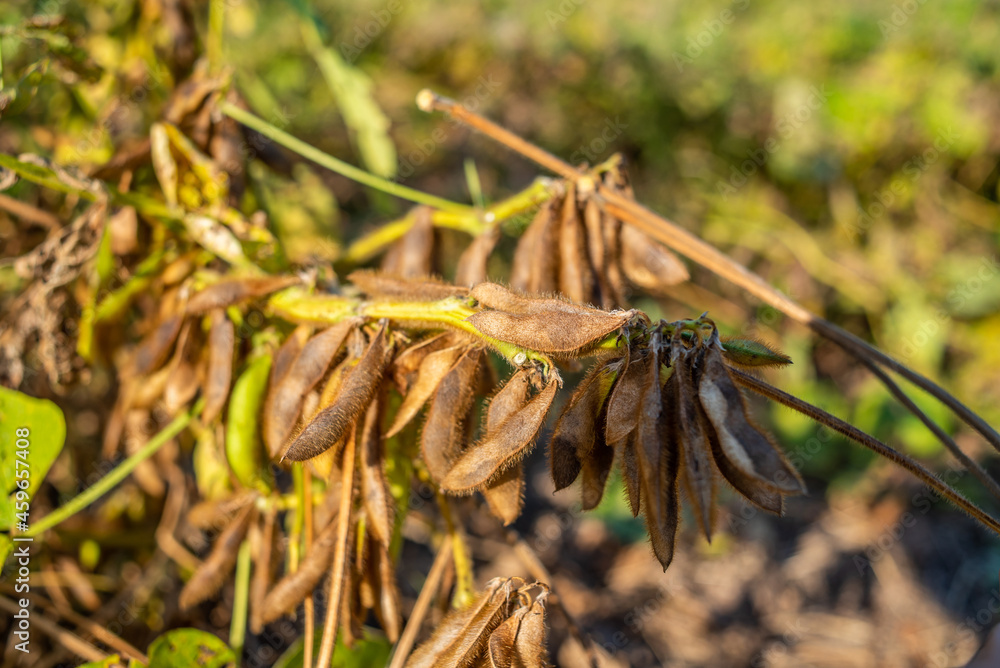 Autumn ripe soybeans background material