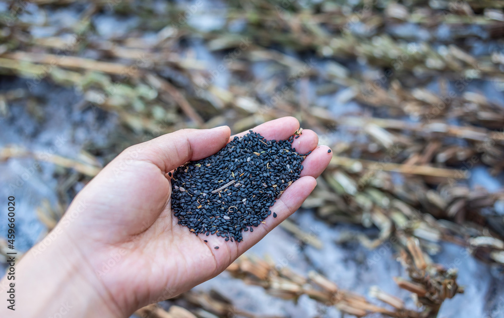 Sesame grains harvested in autumn