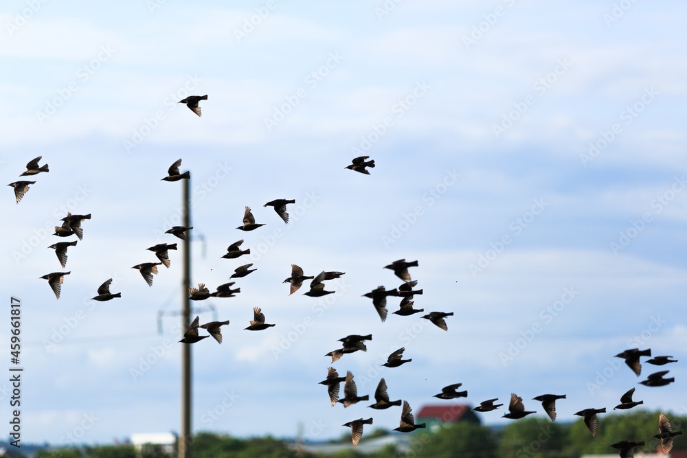 Flying birds over a green field at sunset sky