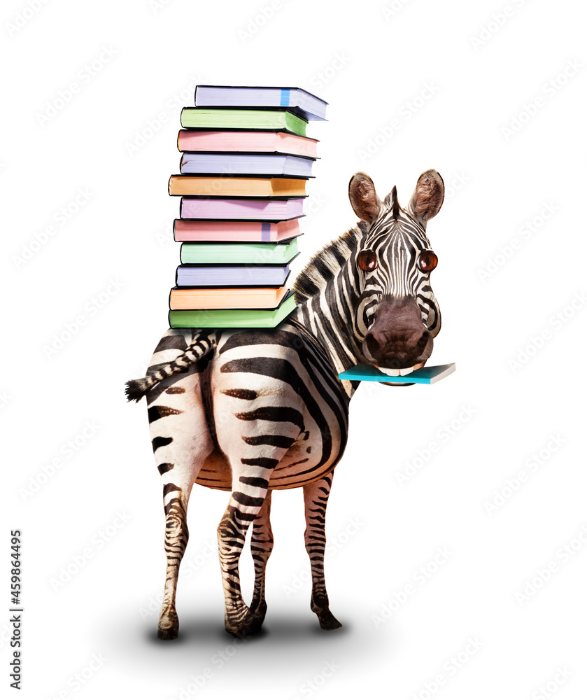 Zebra with books on the back and textbook concept