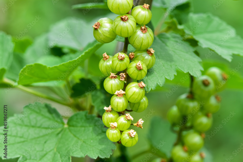 Fresh green gooseberries in the garden.Growing organic berries closeup on a branch of gooseberry bus