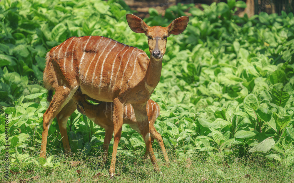 雌性尼亚拉羚羊（Tragelaphus angasii）和小羊羔