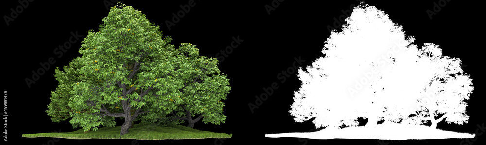 Forest isolated on background with mask. 3d rendering - illustration