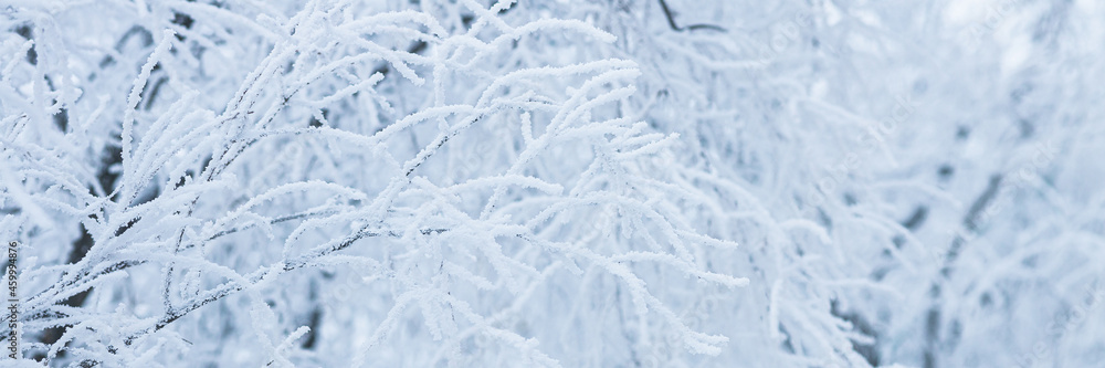 灌木树枝上的雪和雾凇冰。美丽的冬季背景，树上覆盖着hoa