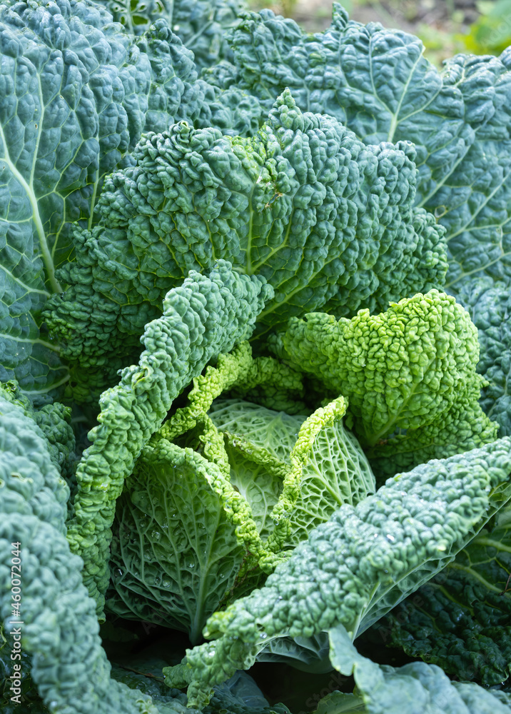 Fresh ripe head of savoy cabbage (Brassica oleracea sabauda) with lots of leaves growing in homemade