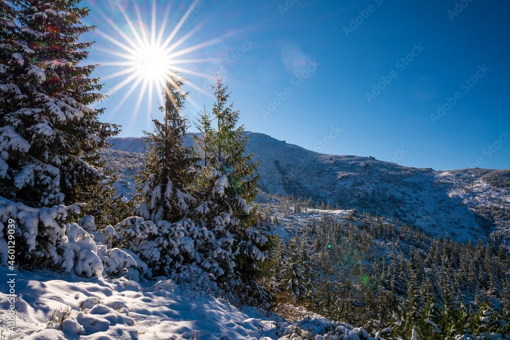 喀尔巴阡山脉和丘陵，雪白的雪堆和常青树被br照亮