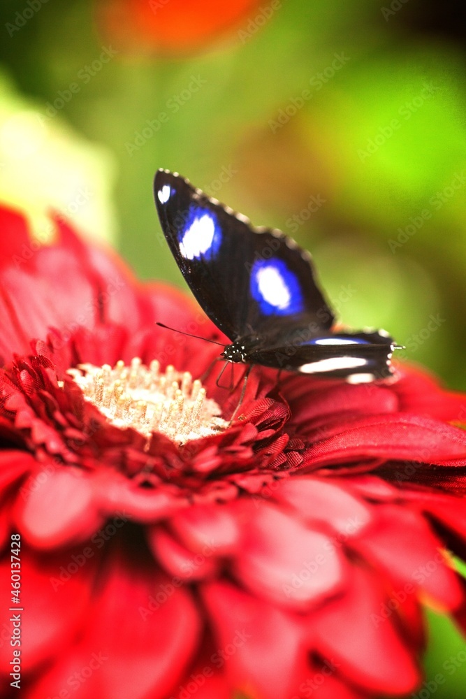 Butterfl Feeding on a Flower