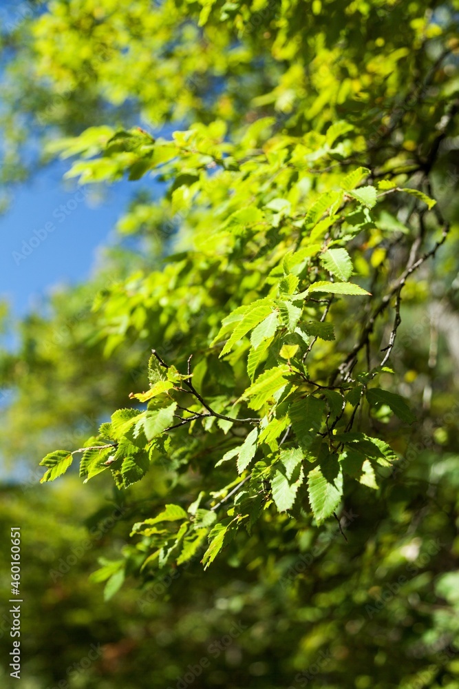 绿色山毛榉树枝