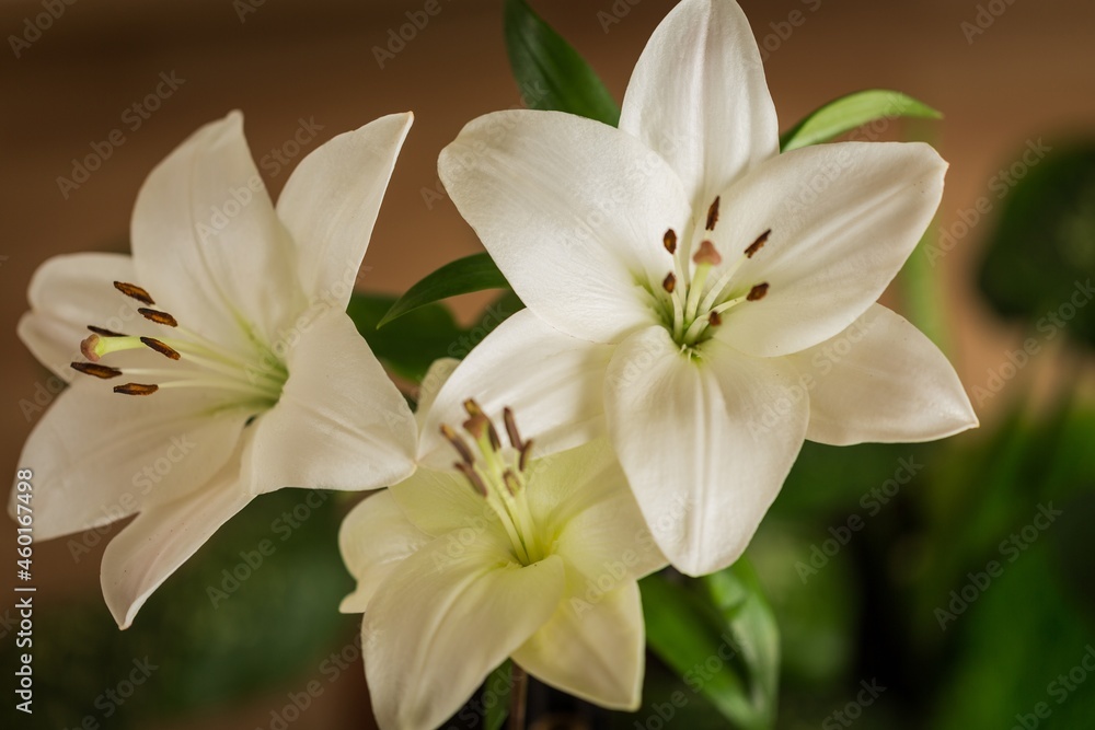 white lily flower