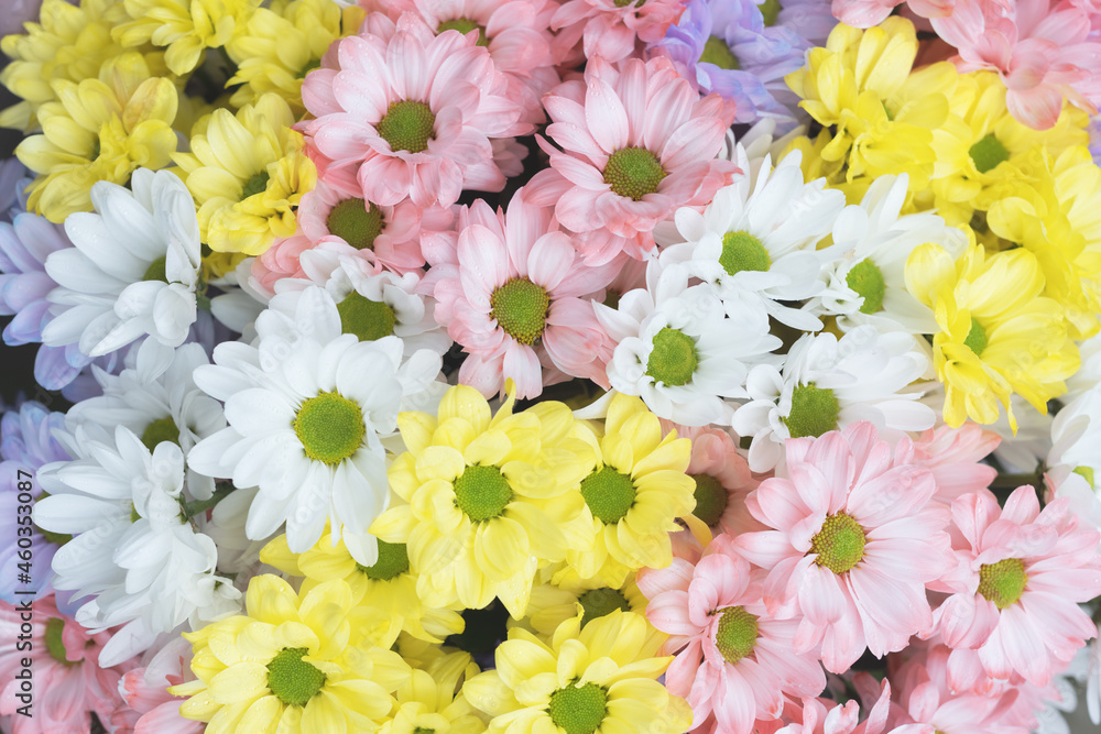 Flowers bouquet made of multicolored delicate pastel colors chrysanthemum flowers. Floral concept