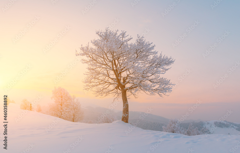 令人惊叹的冬季景观，山谷上有一棵孤独的白雪树。粉红色的日出天空闪闪发光