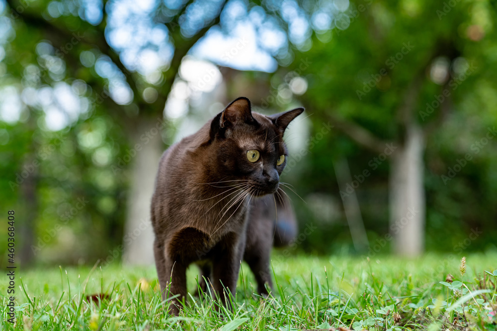 外面有一只可爱的猫。一只棕色的猫在绿草上狩猎的画像。猫正聚精会神地看着