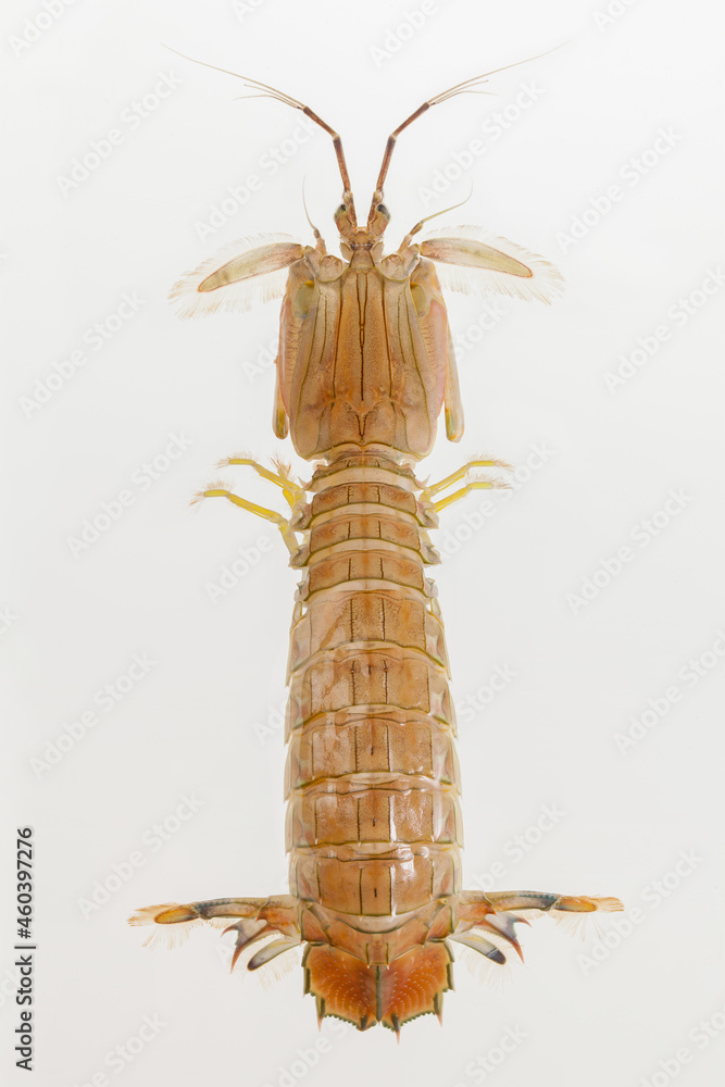 top view, mantis shrimp on white background.