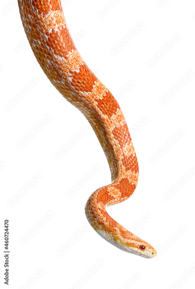 Corn snake on white background