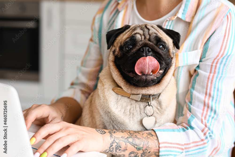 Young woman with cute pug dog using laptop in kitchen, closeup