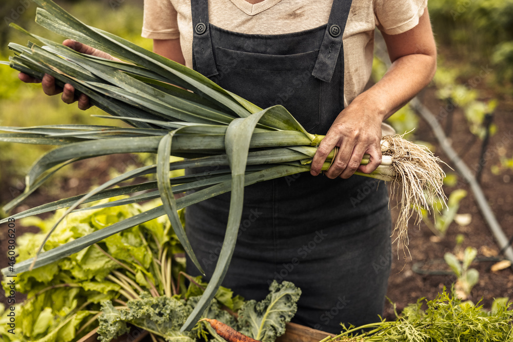 Woman holding fresh shallots in her vegetable garden