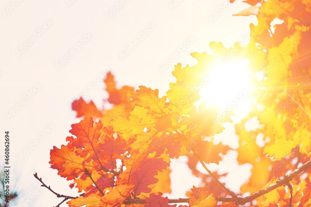 Autumn yellow colored leaves on a blurred forest background. Colorful foliage in the autumn park.