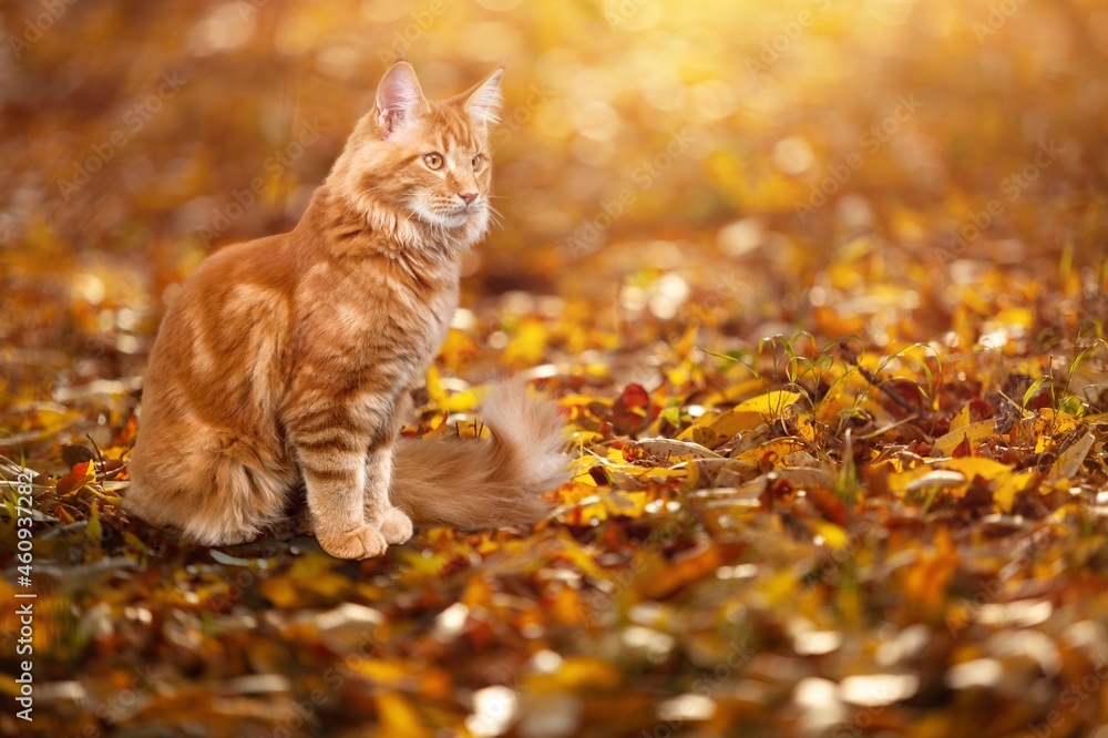 顽皮可爱的小猫户外活动