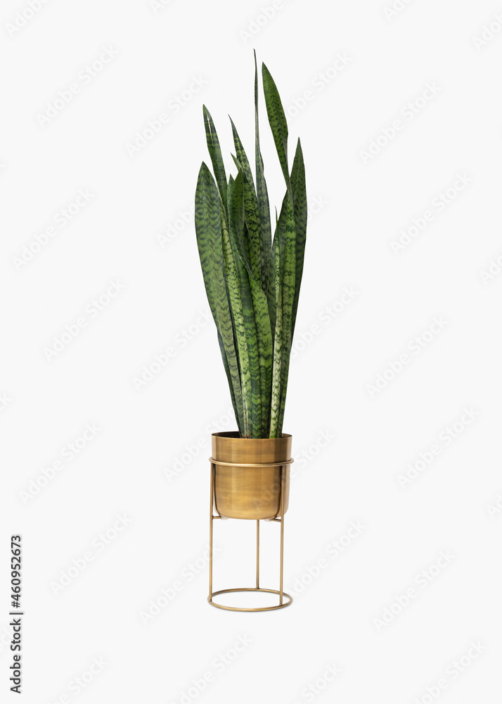 Snake plant in a golden pot