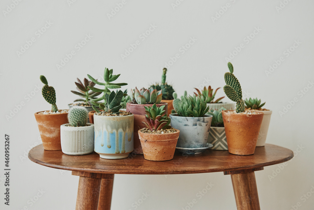 Small succulents and cacti on a retro table