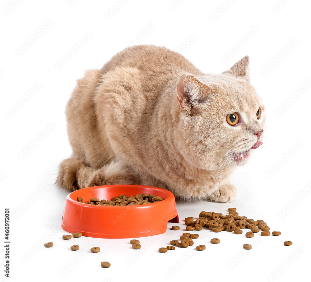 可爱的猫在吃白底碗里的食物