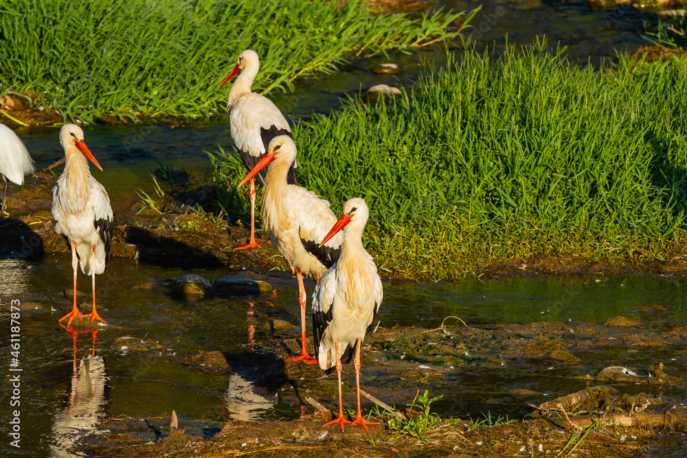 一群白鹳（Ciconia Ciconia），在河里休息。