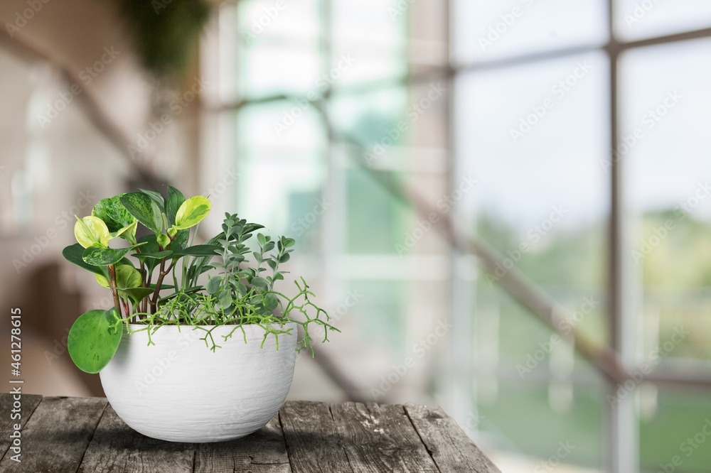 木桌上花盆里的热带绿色室内植物