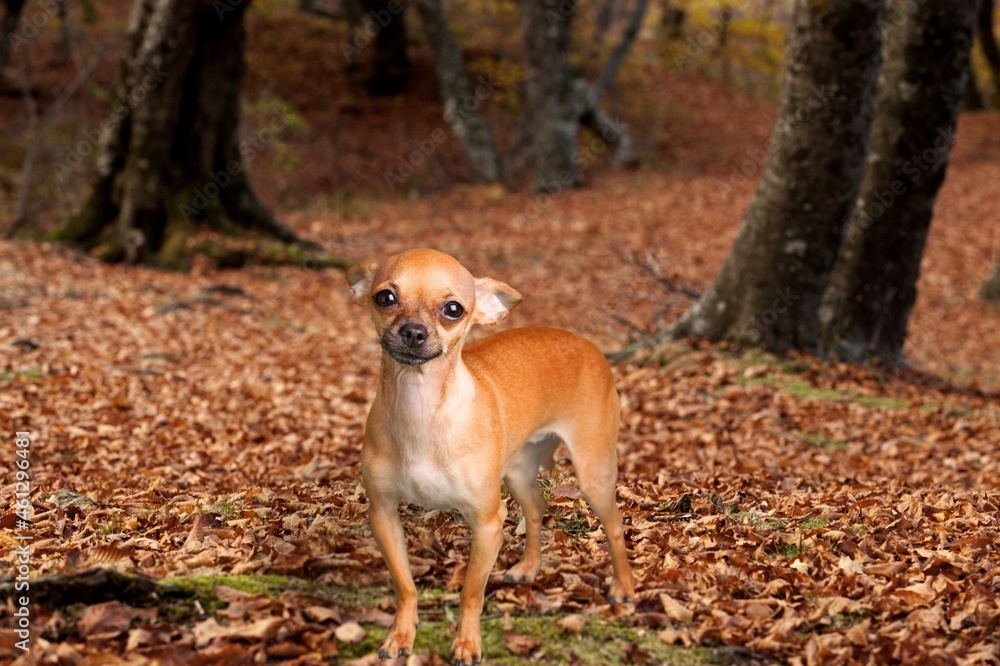 Little small puppy cute dog on autumn background