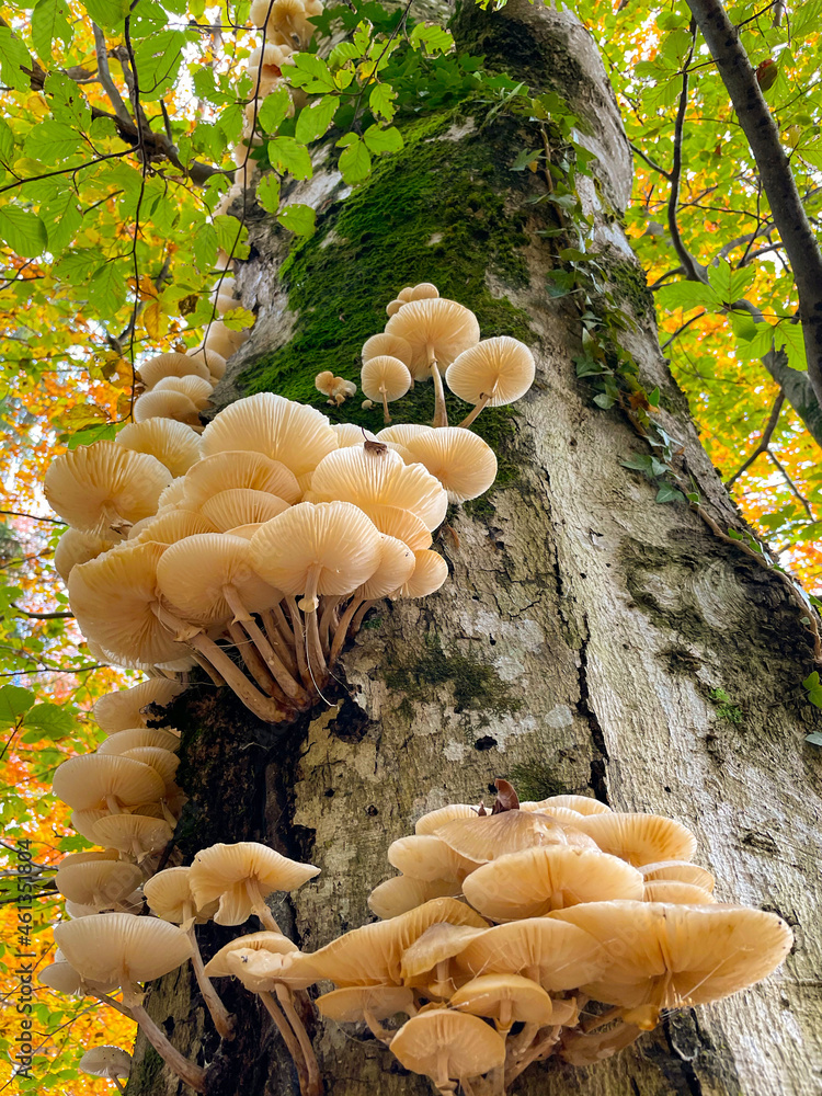 BOTTOM UP: Detailed shot of tinder fungi growing in a vibrant forest in fall.