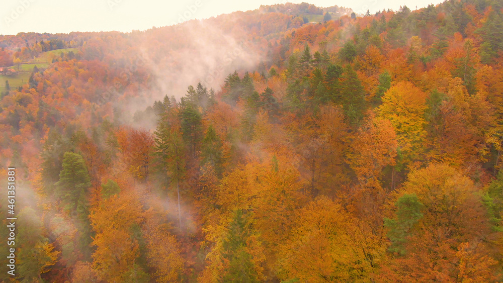 AERIAL: Flying up a misty hill covered by trees changing their colors in autumn