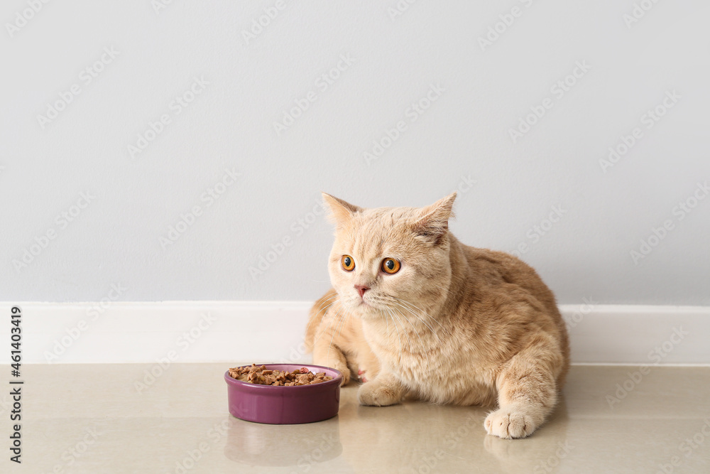 Cute cat eating food from bowl at home