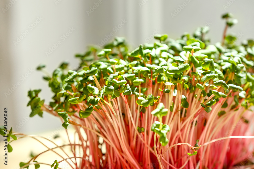 Fresh organic microgreen sprouts, closeup