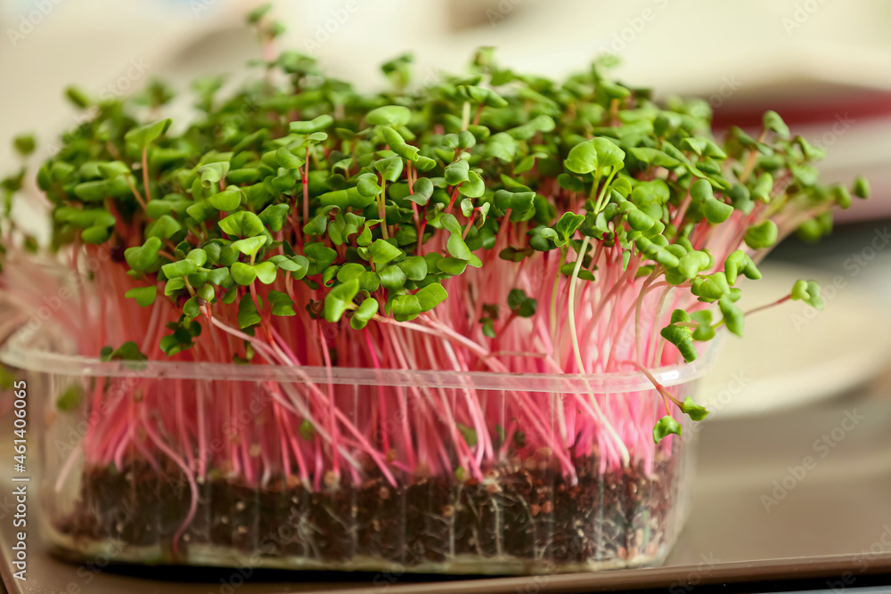 Plastic container with fresh organic microgreen, closeup