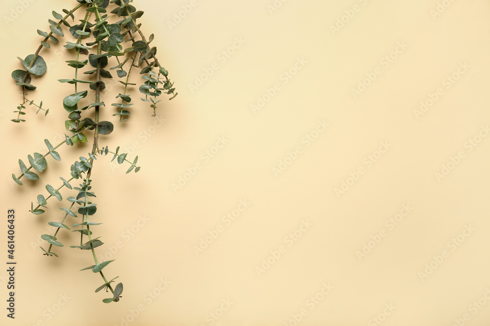 Fresh eucalyptus branch on color background, closeup