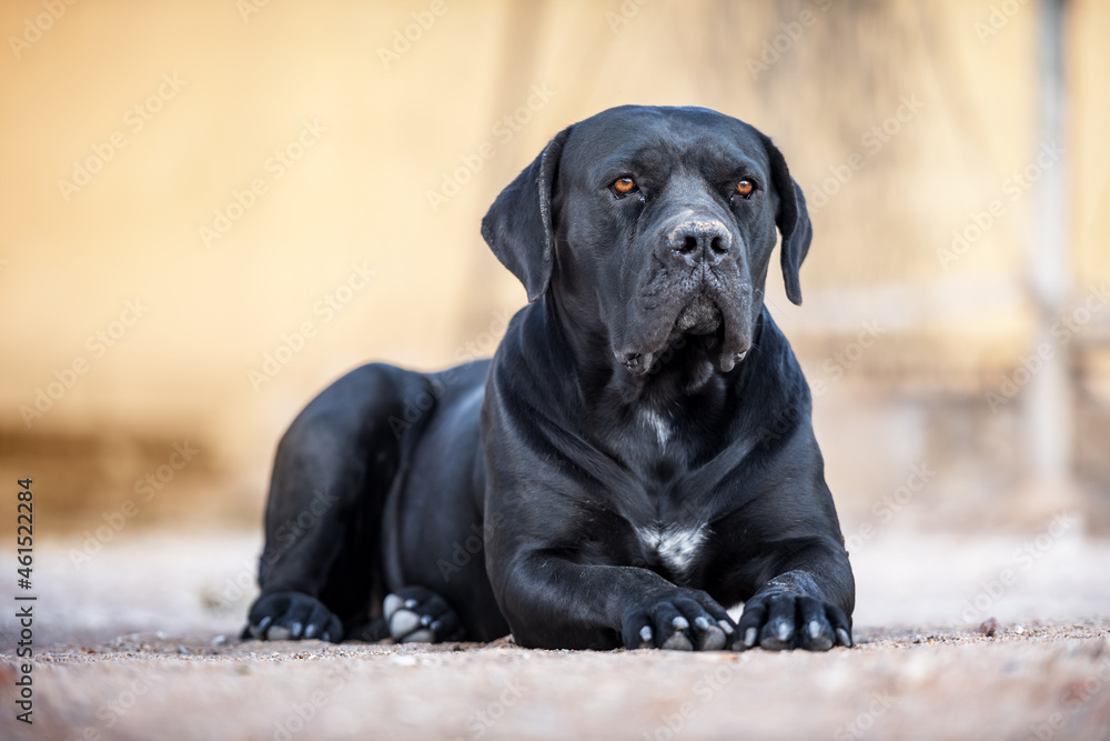 Black dog breed Cane Corso lies on the ground. Animal photography