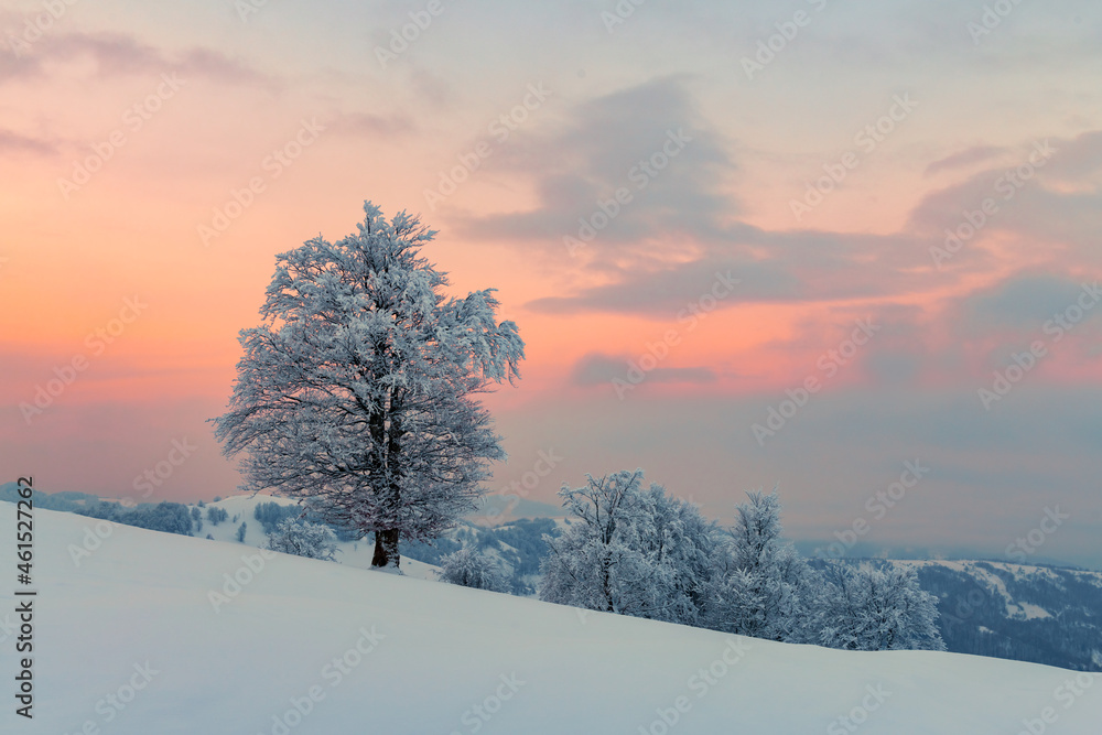 山谷中一棵孤独的白雪树构成了令人惊叹的冬季景观。粉红色的日出天空闪闪发光