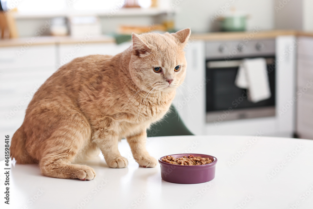 Cute cat and bowl with food on kitchen table