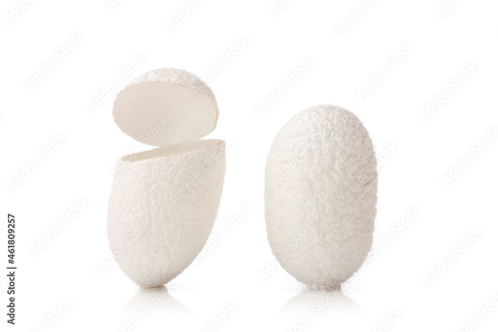 white silkworm cocoons on white background.